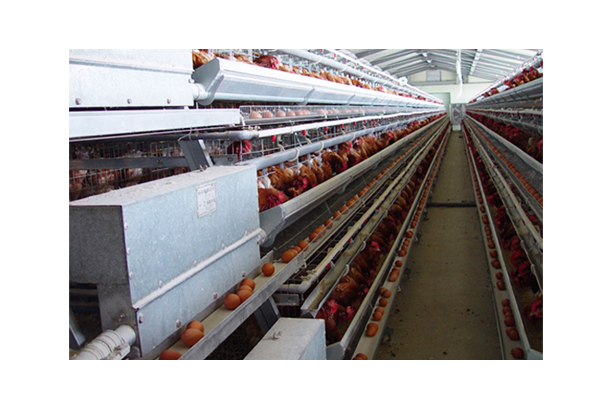 Automatic Cage Dics Feeding System for Layers