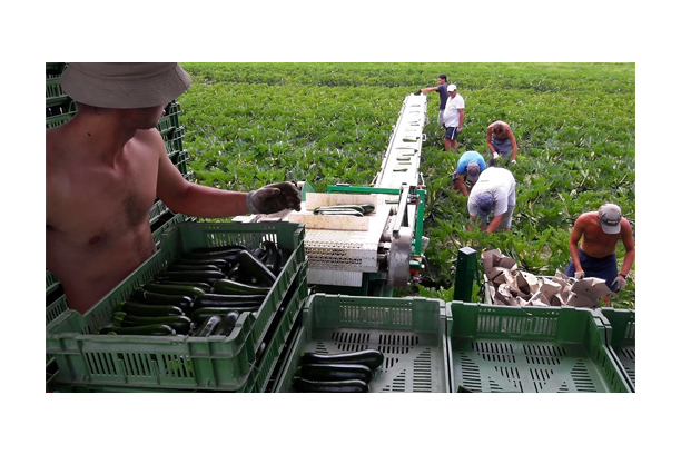 DELECROIX Harversting Belt