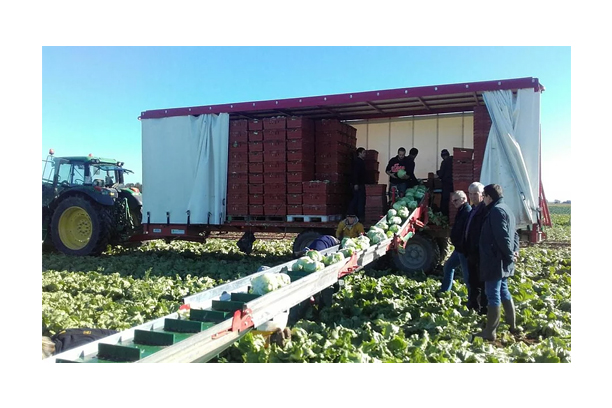 Harvesting Belt "LE METEOR"